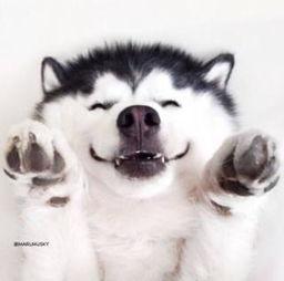 吃瓜群众狗狗视频大全,萌态百出视频大全