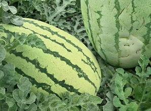 韩城群众吃瓜,一场全民参与的夏日狂欢