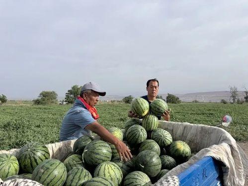 吃瓜群众石松小说,吃瓜群众的奇幻冒险之旅
