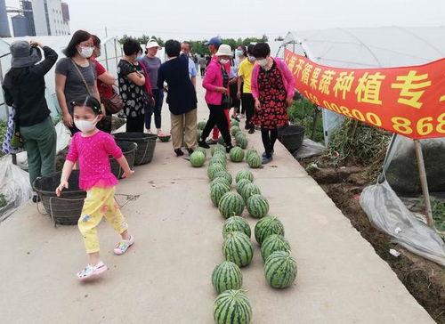 不参与吃瓜群众的原因,为何有人选择不参与“吃瓜”热潮