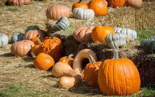 群众吃芥瓜视频大全最新,群众自制视频大全，尽享家常风味