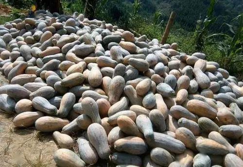 云南边境吃瓜群众,吃瓜群众的边境生活剪影