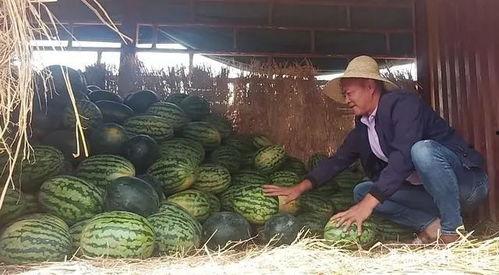 尉氏县吃瓜群众,吃瓜群众的热议焦点