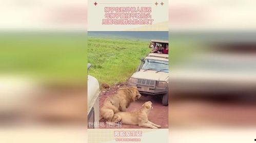 吃瓜群众小狮子图片,趣味横生的夏日时光