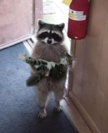 吃瓜群众浣熊君是谁,吃瓜群众浣熊君的传奇故事