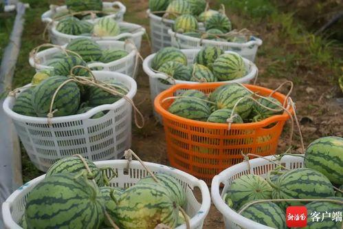 吃瓜群众万宁,吃瓜群众的视角，揭秘娱乐圈风云