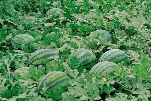 吃瓜群众藩篱草,吃瓜群众的趣味解读