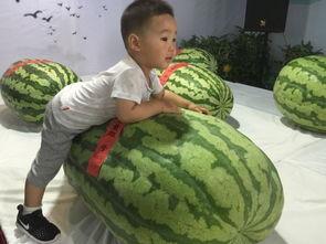 开会群众吃瓜忙,群众吃瓜忙，聚焦热点话题