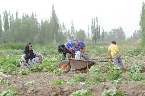 河石坝吃瓜群众是谁,揭秘网络热议背后的真实故事