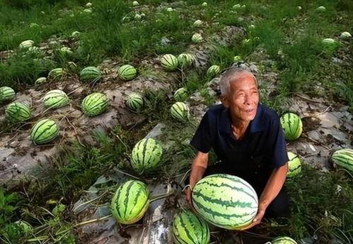 现代农业吃瓜群众,吃瓜群众的田园新体验