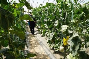 樱桃群众吃瓜视频,揭秘幕后真相，带你走进神秘事件现场