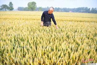 丰收在望知时节吃瓜群众