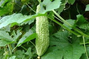 吃瓜群众的100种方法,吃瓜群众百变姿态，解锁100种趣味吃瓜技巧