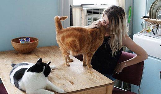 女主人猫咪听八卦吃瓜群众,女主人的猫咪成了吃瓜群众，揭秘猫咪听八卦的神奇故事