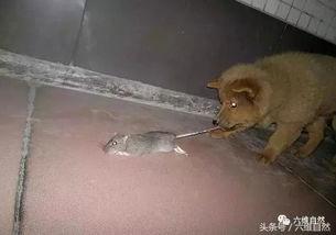 吃瓜群众狗拿耗子多管闲事,多管闲事背后的社会现象解析